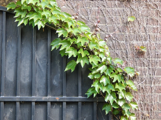 Tree branch plant leaf Photo