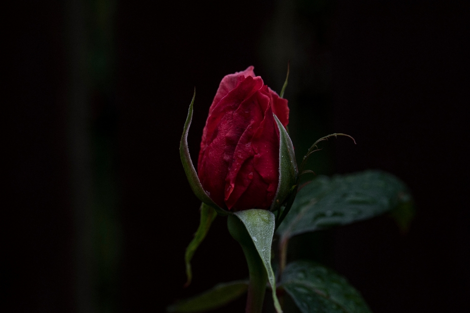 Nature plant leaf flower