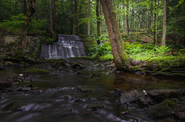 Tree water nature forest Photo