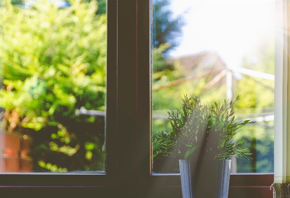 木 草 ブランチ 植物 写真