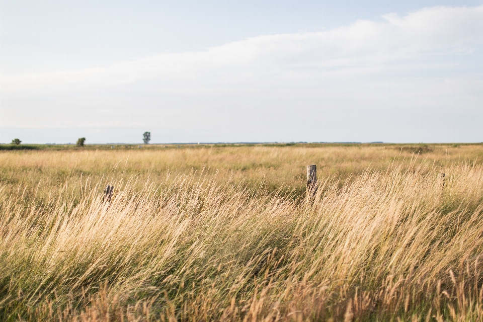 Grass horizon marsh wilderness