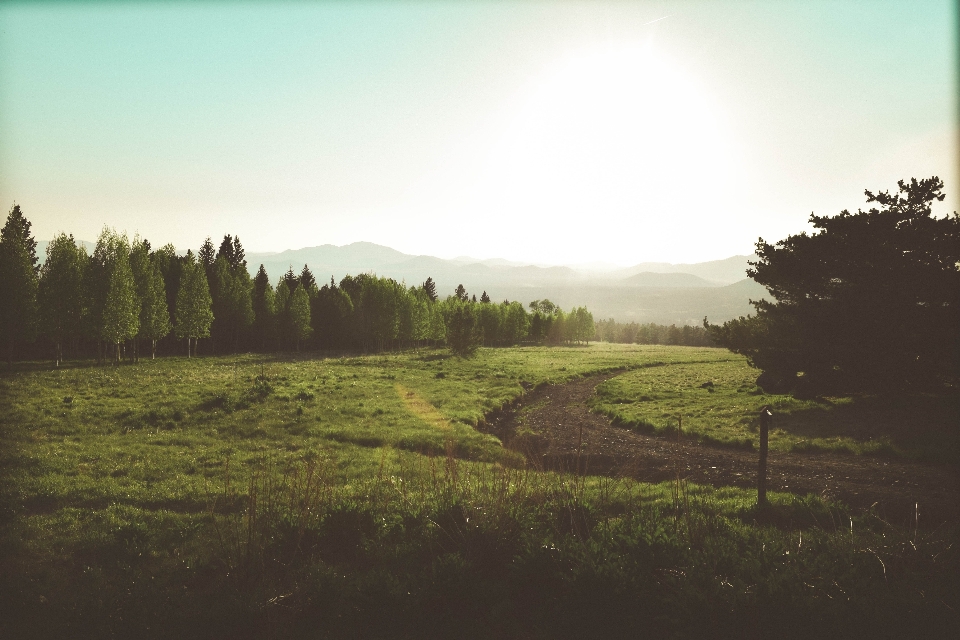 Landscape tree nature forest