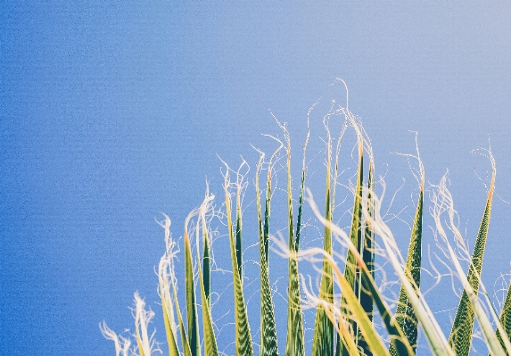 Nature grass horizon branch Photo