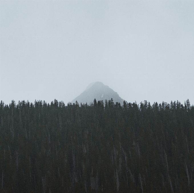 árbol naturaleza bosque horizonte