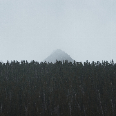 Tree nature forest horizon Photo