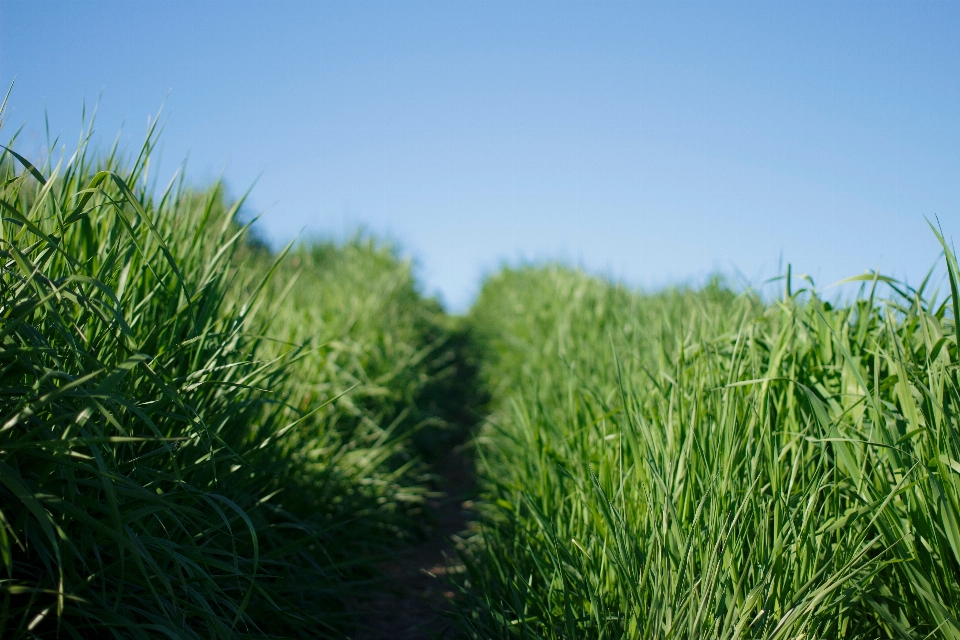 Path grass plant sky