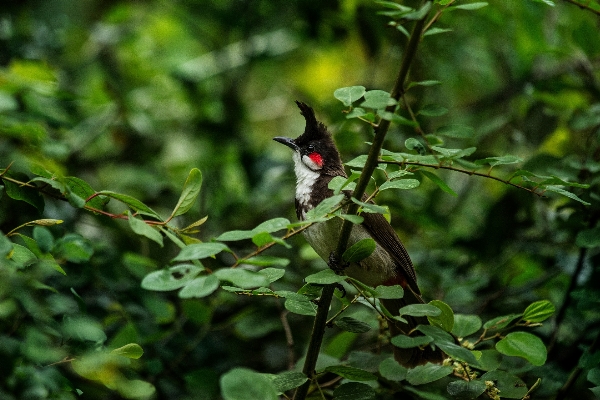 Tree nature branch bird Photo