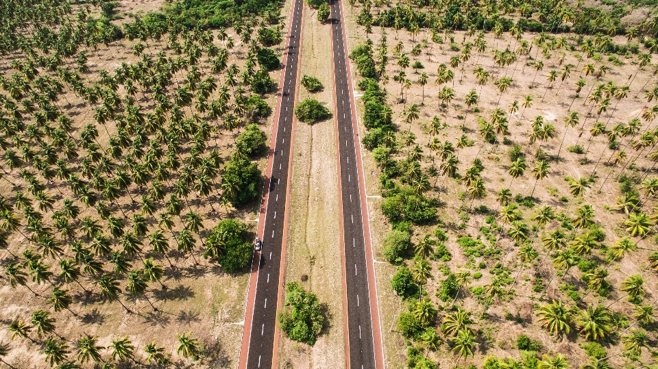 Plant track road field