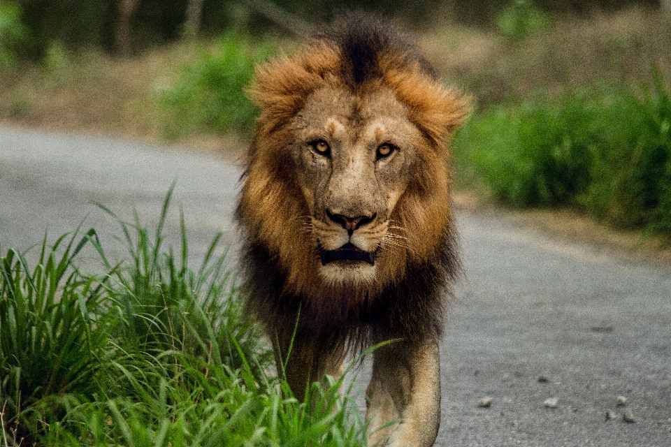 Herbe aventure animal faune