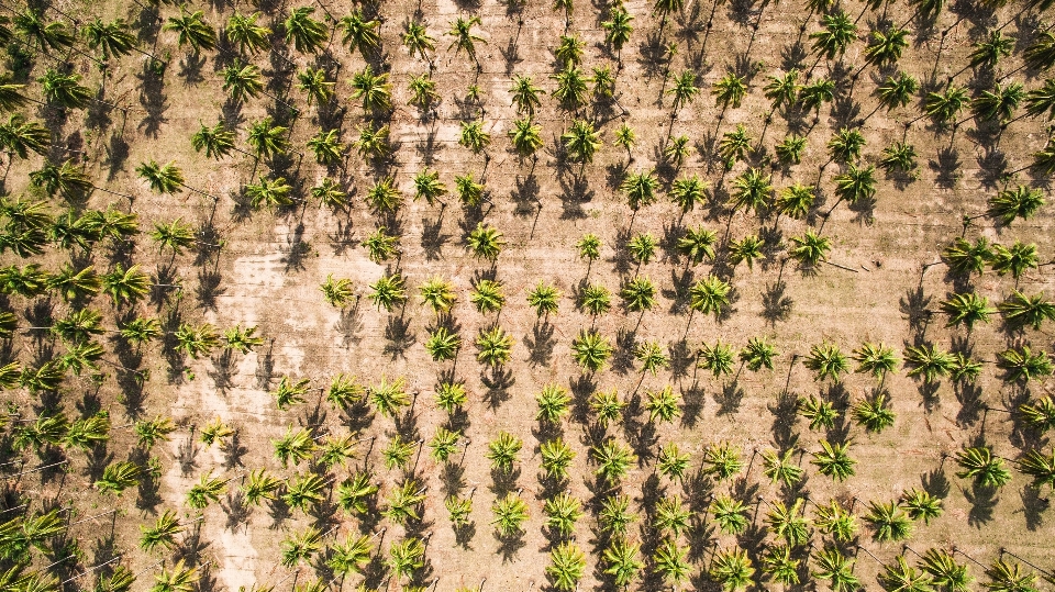 Baum draussen anlage feld