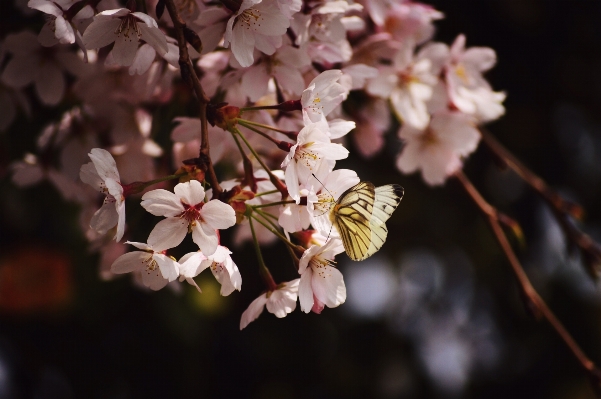 Branch blossom plant fruit Photo