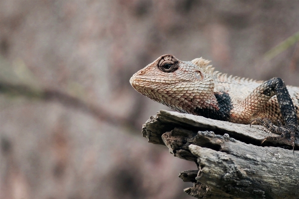 Photo Nature bifurquer animal faune