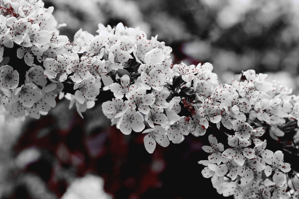 Arbre bifurquer fleurir neige