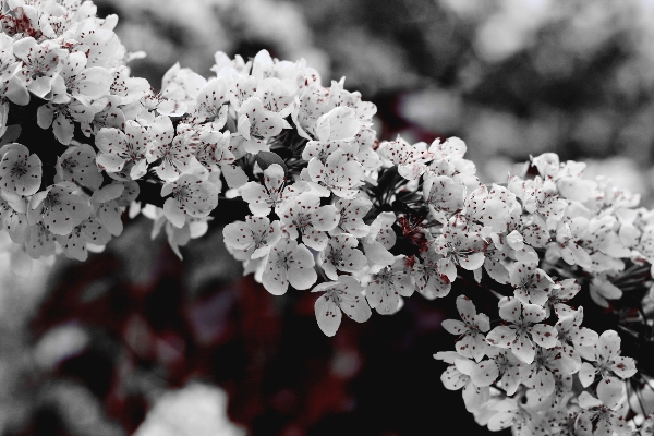 Photo Arbre bifurquer fleurir neige