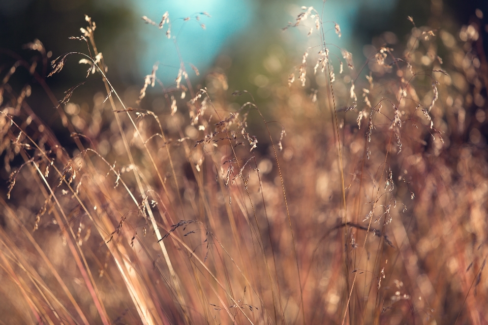 Nature herbe bifurquer lumière