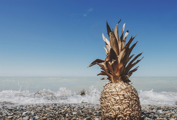 ビーチ 海 木 水 写真