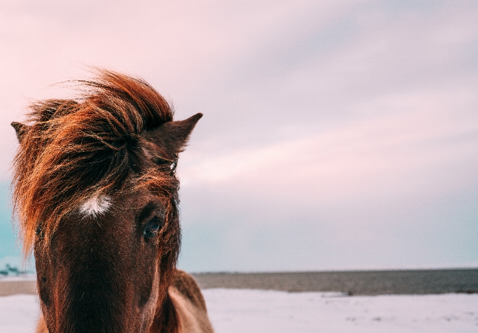 Cloud animal horse brown