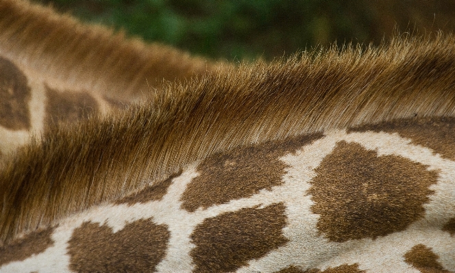 Photo Herbe sable faune fourrure