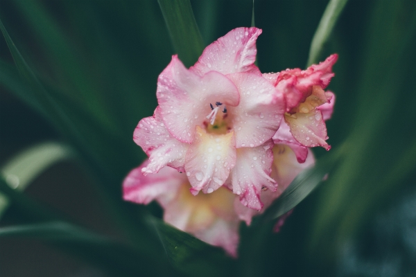 Blossom plant flower petal Photo