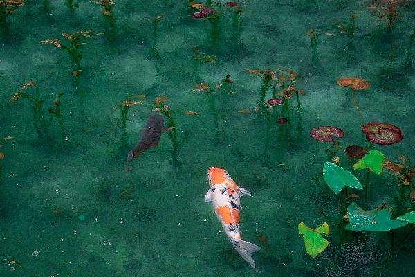 Water underwater green biology Photo