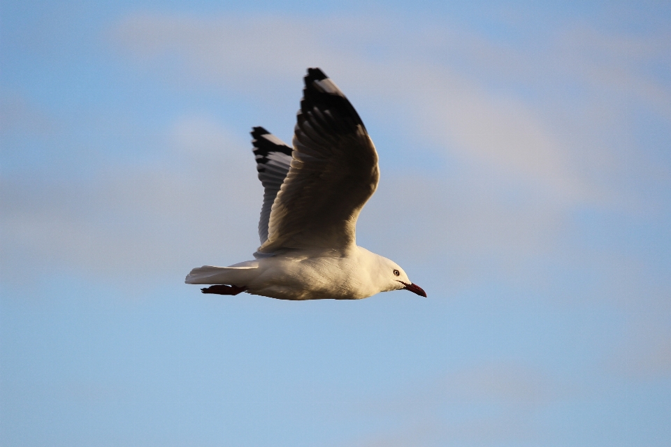 Uccello ala cielo marino
