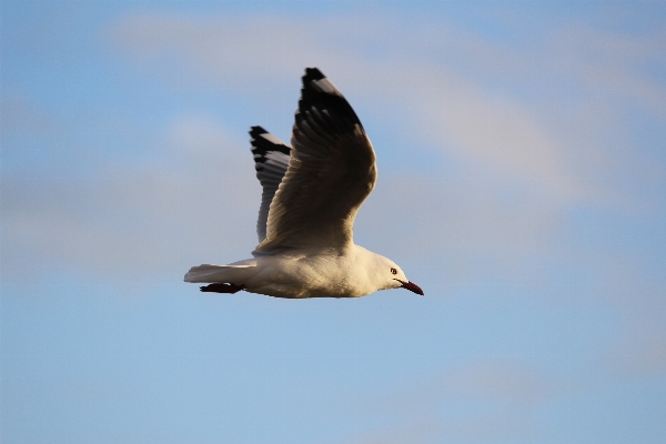 Bird wing sky seabird Photo