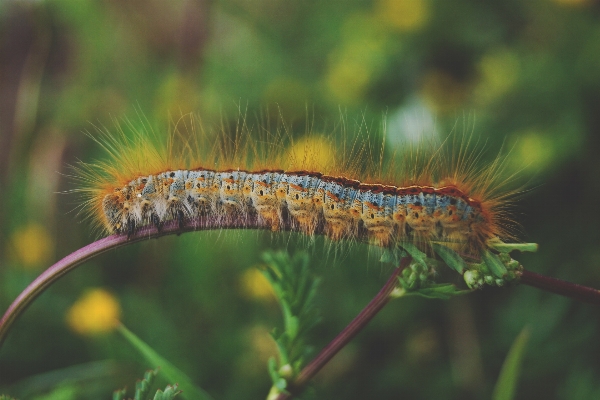 Plant photography insect fauna Photo