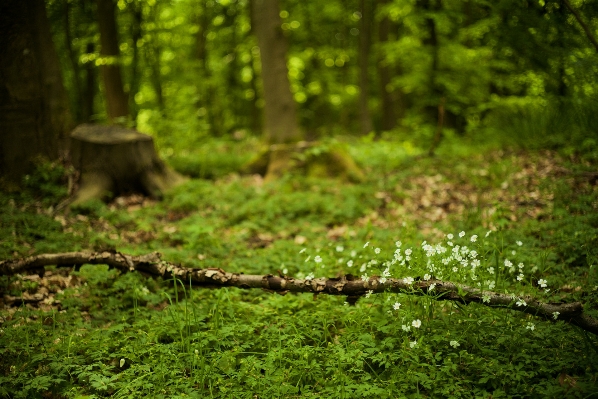 Tree nature forest grass Photo