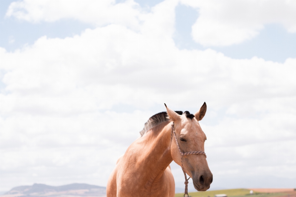 Nuvem céu animal cavalo