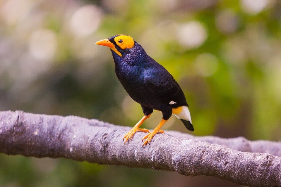 Nature bifurquer oiseau fleur