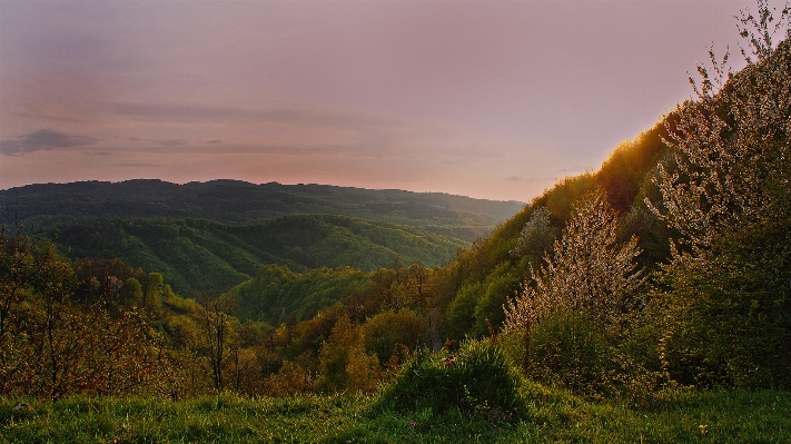 Landschaft baum natur wald Foto