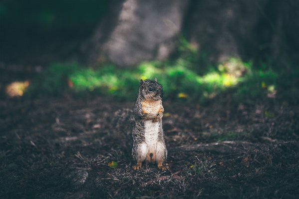 Foto Natura terra animale carino