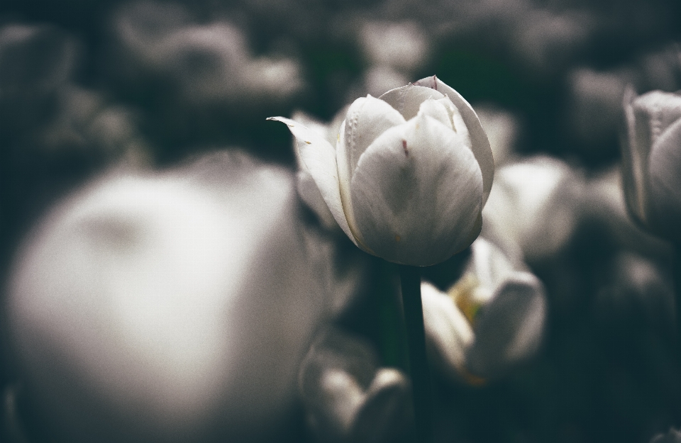 Florecer bokeh
 en blanco y negro
 planta