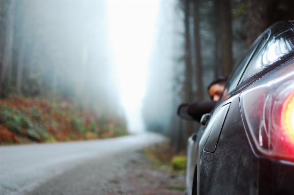 Forest light fog road Photo