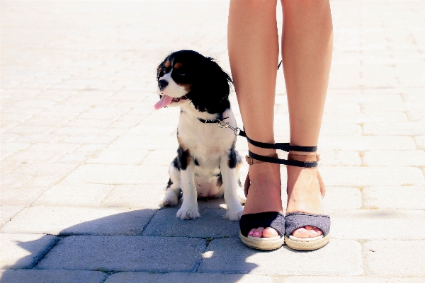 Foto Anak anjing kaki mamalia