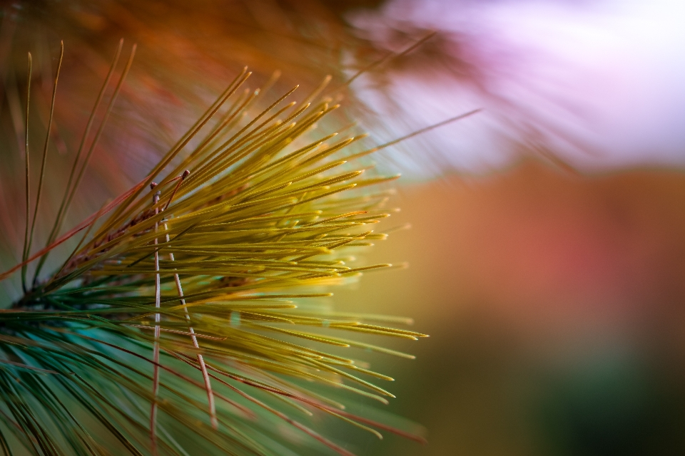 Tree nature grass branch