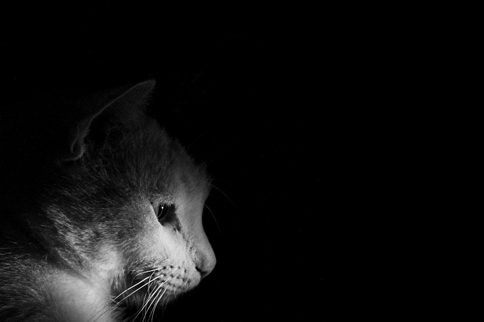 Bianco e nero
 gatto mammifero