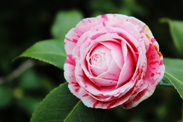 Plant flower petal rose Photo