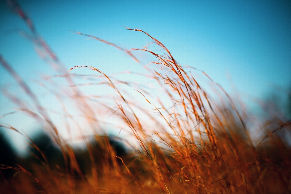 Tree nature grass branch