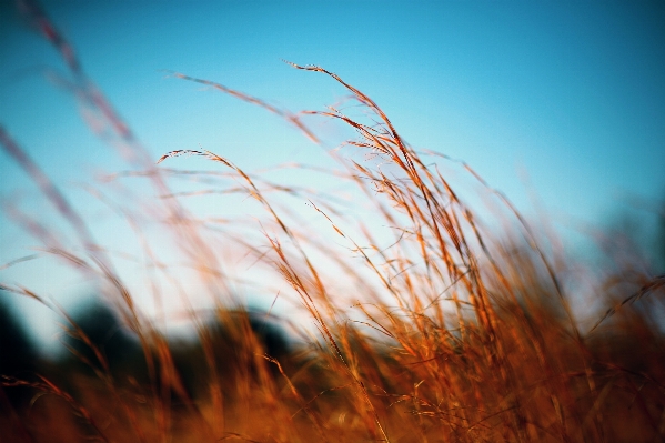 Tree nature grass branch Photo