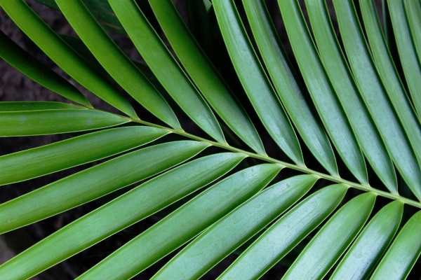 Tree grass branch plant Photo