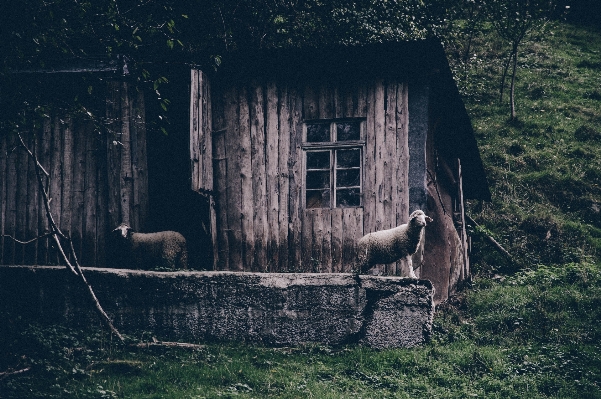 Natur gras holz tier Foto