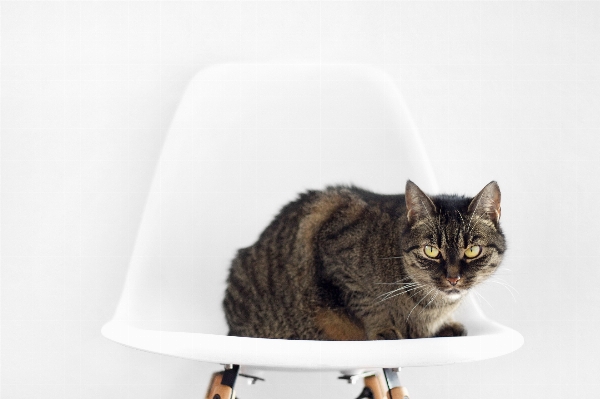 White chair animal pet Photo