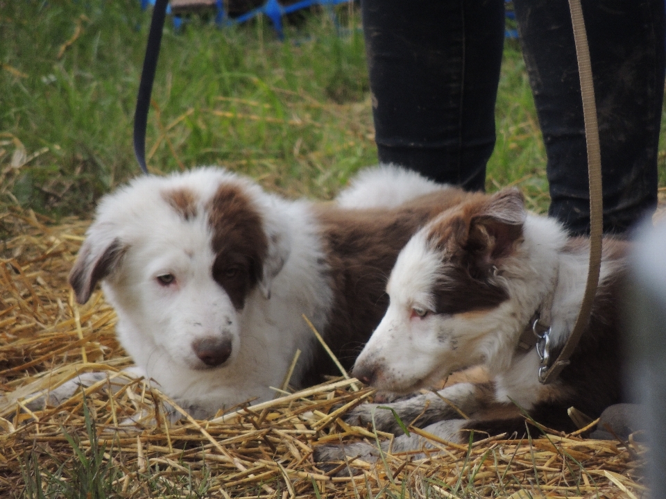 Anjing collie
 mamalia collie perbatasan
