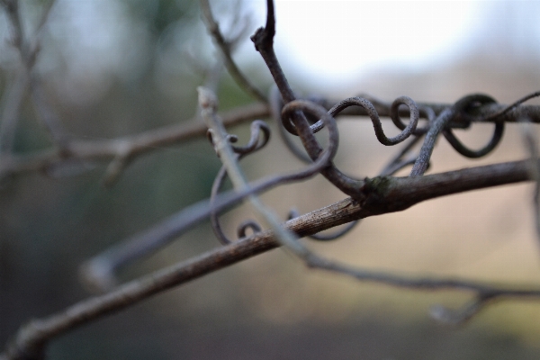 Branch snow winter fence Photo