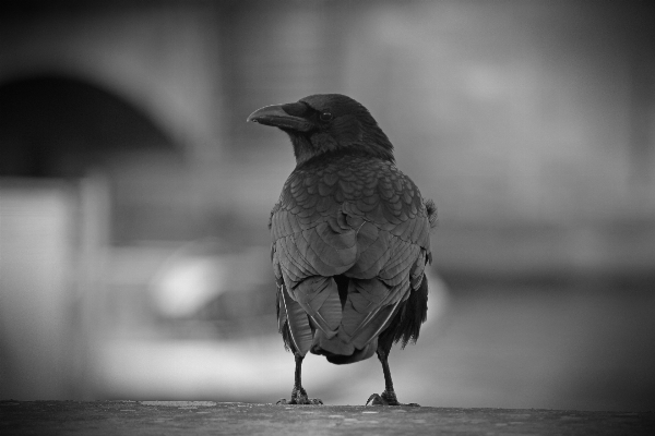 Photo Oiseau aile noir et blanc
 blanc