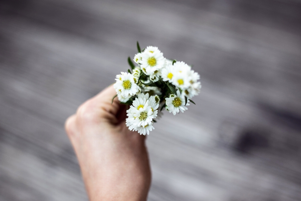 手 花 植物 白