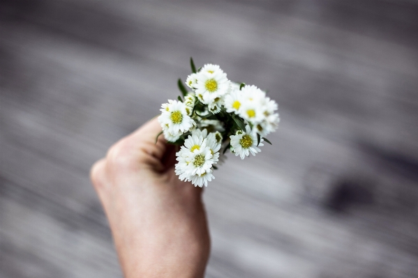 Hand blossom plant white Photo