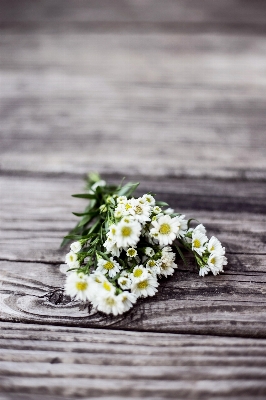 Blossom plant white leaf Photo