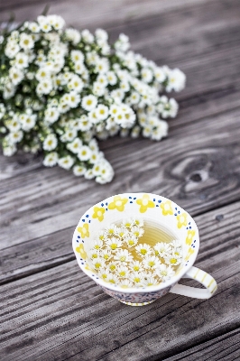 ボケ味
 植物 お茶 花 写真